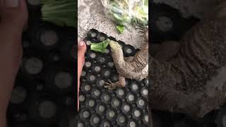 Handling Varanus nebulosus setelah free roam hampir sebulan. Lebih percaya diri/confident