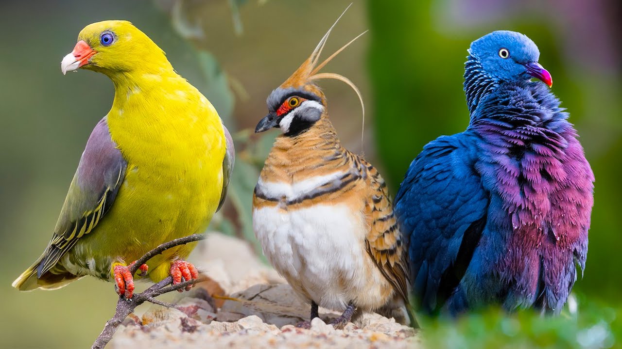 The 10 Most Beautiful and Rare PIGEONS - Dove Bird