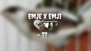 Download Lagu kawin silang emprit kaji X emprit jepang ( tahap 3 ) menetas MP3