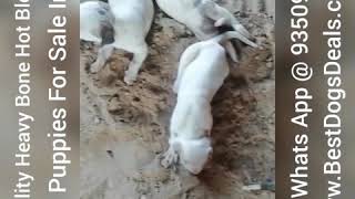 Pitbull Puppies For Sale In India 9350926445