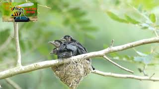 Download Lagu burung srigunting yang meloloh anakanya sampai dewasa MP3