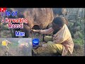 Maasai Man S Early Morning Milking Routine Pure Village Life In Africa Maasai Man S Early Morning Milking Routine Pure Village Life In Africa