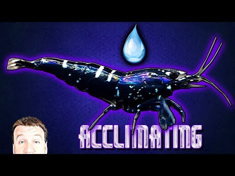 Comment Acclimate crevettes d'eau douce - Caridina et Neocaridina