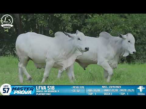 LOTE 57