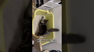 Famous here's how you make my super easy #cat #mainecoon #shorts #funny #pets #funnycats Profile