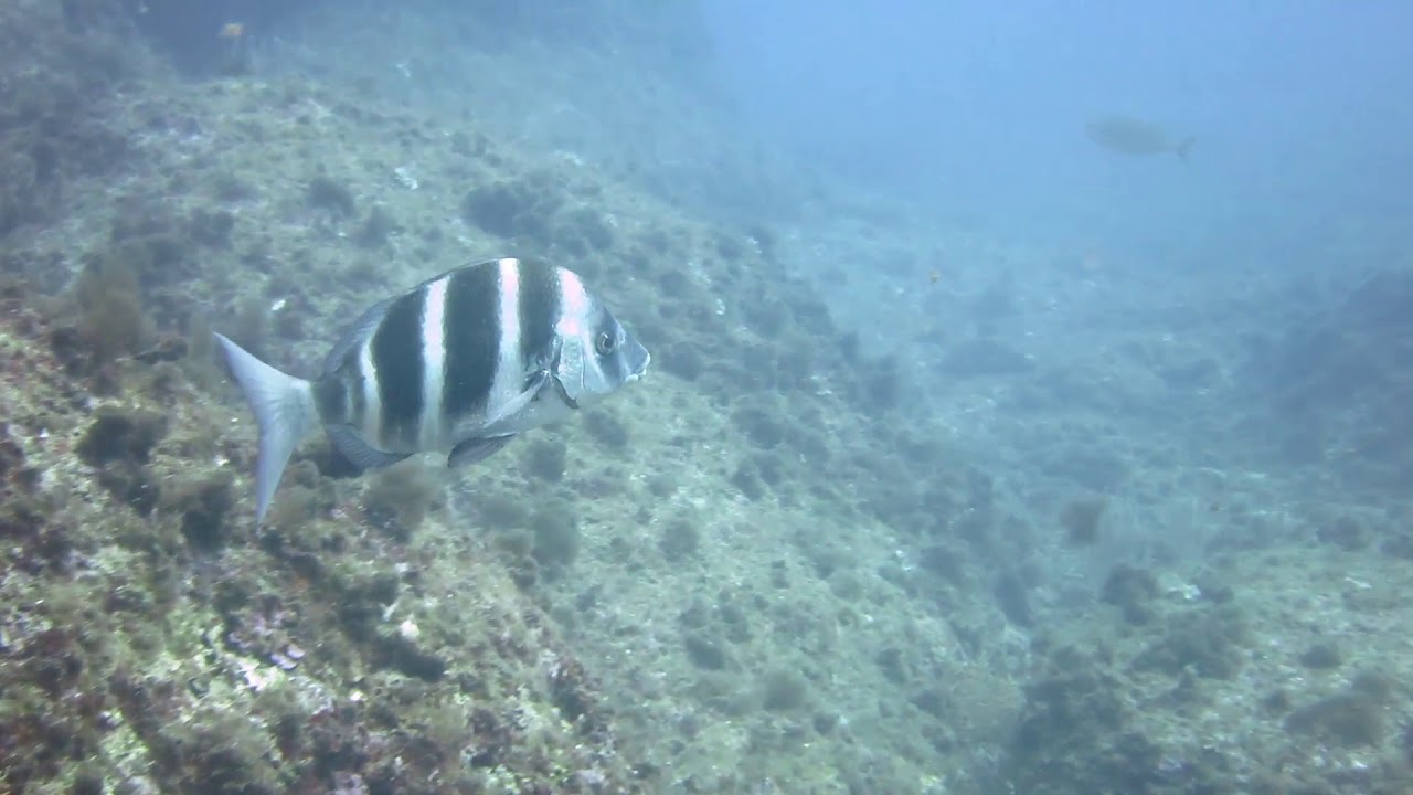Diplodus cervinus (Zebra seabream)