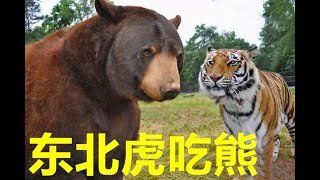 东北虎吃熊的珍贵影像 Tigers eat black bears