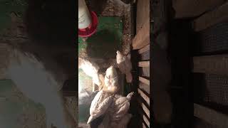 Anakan Ayam Plaker Usia 25 Hari