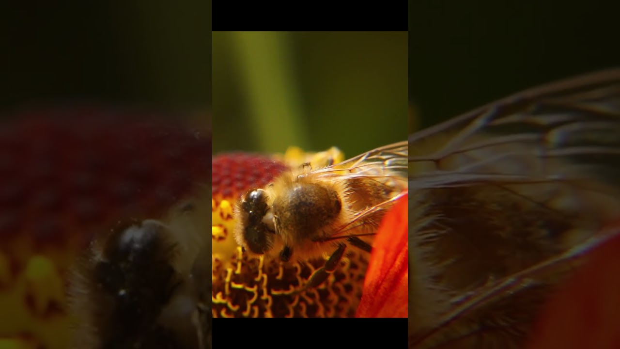Honeybee Drinking Nectar 🐝🌺