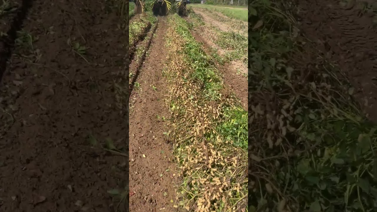 Alabama peanut crop 2024 