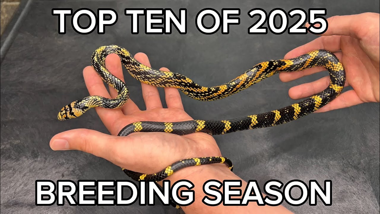 10 лучших потомков сезона размножения 2025 года!