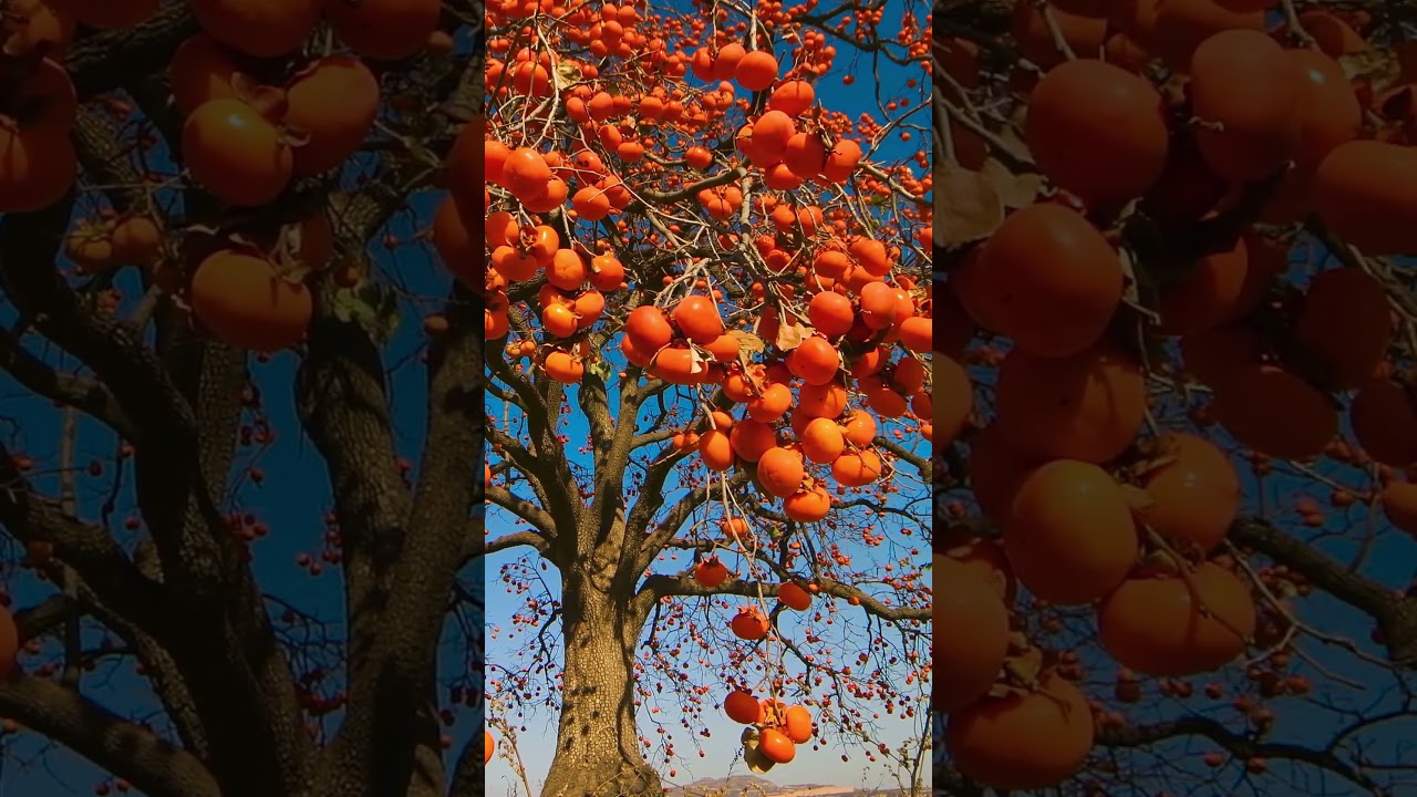 Scenery’s stunning, with a funny kick—fun and beauty, camera’s hooked