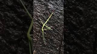 It may not be what you think it is, look closer🕵🏻‍♂️￼ #nature #bug #insects #shorts #short #viral