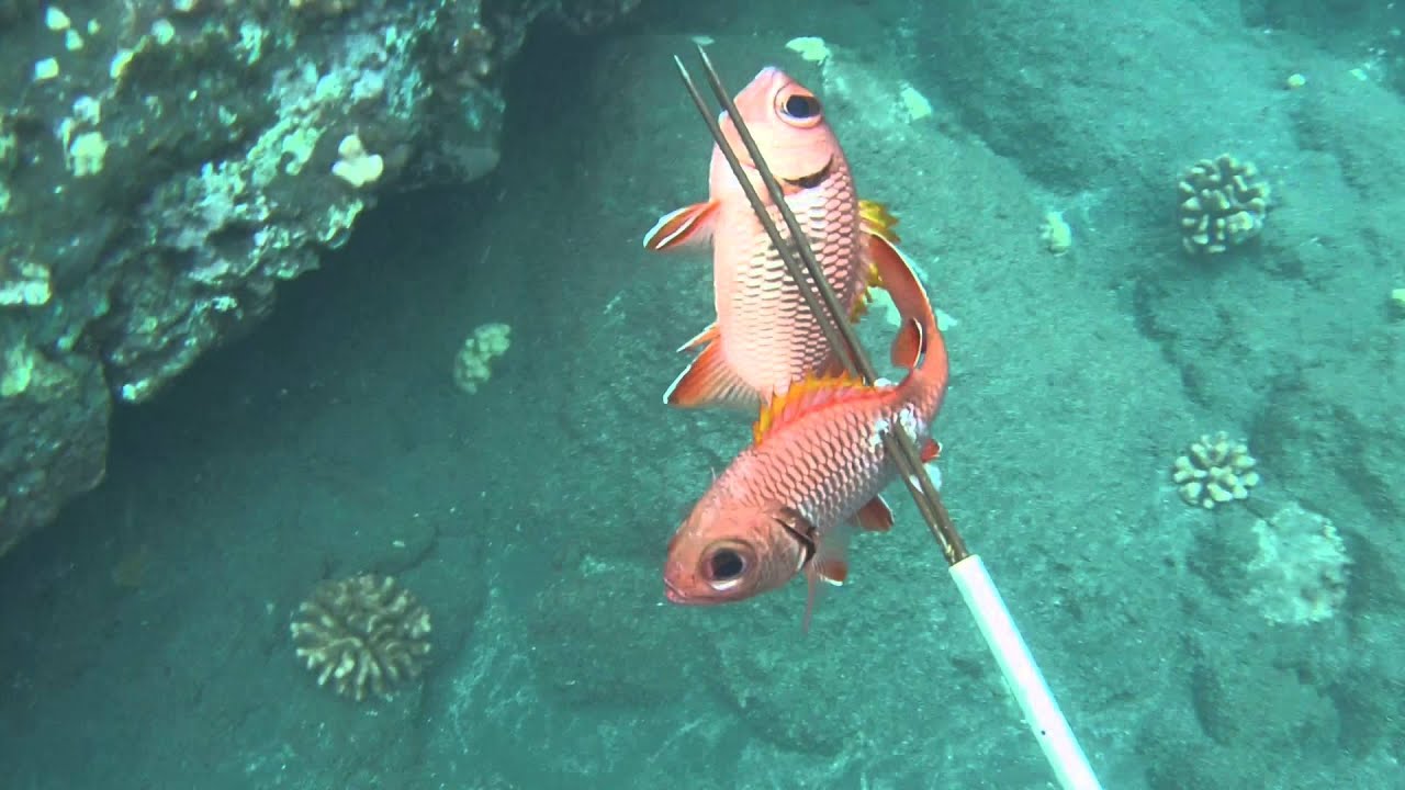 Hawaii spearfishing 20142015 "Hawaii Spearo" YouTube