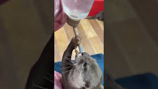 Ms Sethi - Finally Get To See Otters Tokyo