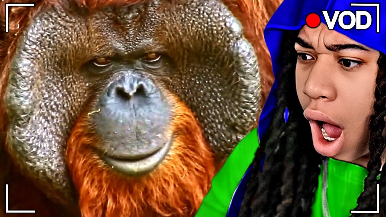 Orangutangs Intelligence Is Wildly Concerning!