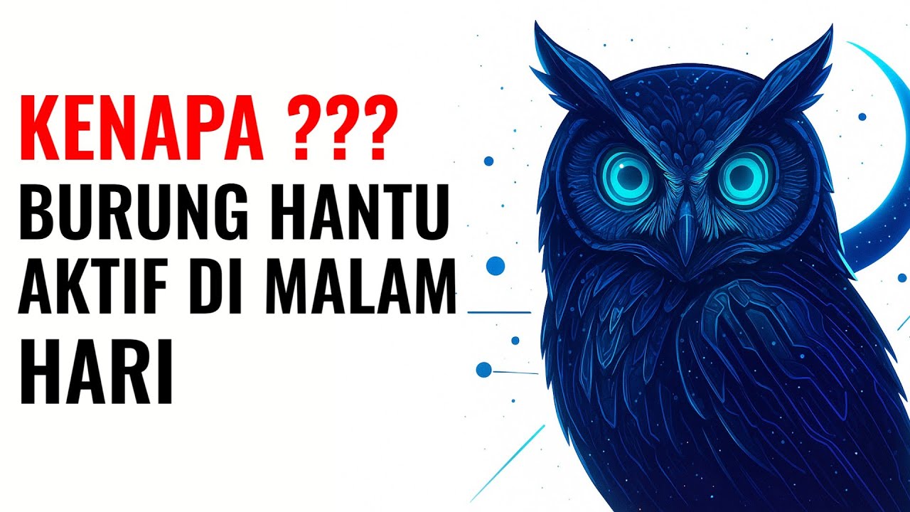 KENAPA BURUNG HANTU AKTIF DI MALAM HARI 