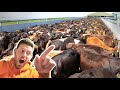 1000 COWS MILKING... TRIMMING FEET, REMOVING BLOCKS & using OLD GLUE | The Hoof GP