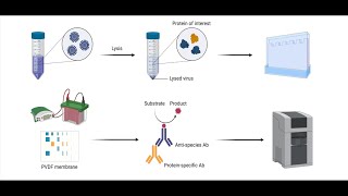Western Blotting Technique, Theory, And Trouble Shooting