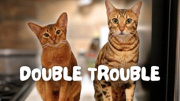 Are 2 cats REALLY better than 1? How our Bengal has changed since getting our Abyssinian