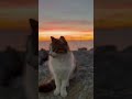 Aslan Kral - Lion King at Kadiköy