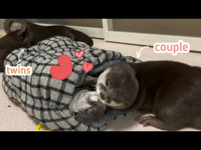 ラブラブすぎるカワウソ夫婦と仲良し双子に癒される【ねんねの時間