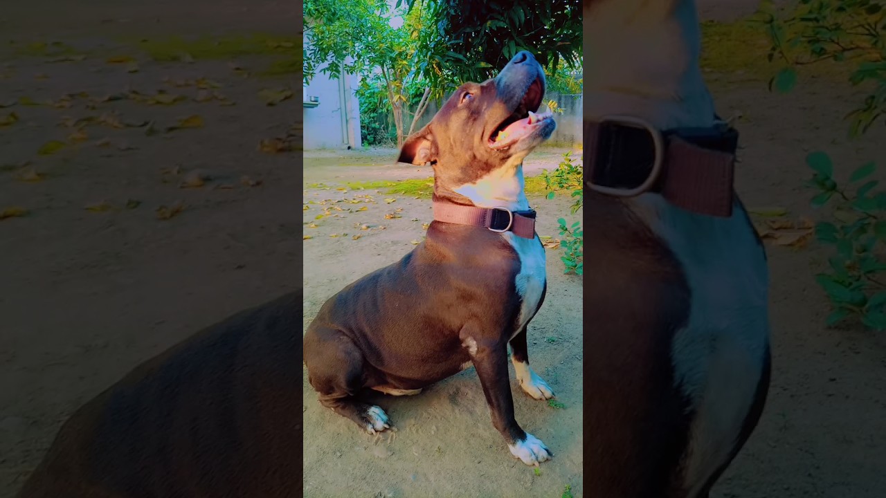 Roman 🐕‍🦺 Dog 😉🔥 