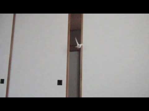 文鳥動画 Java sparrow 文鳥ズのかっこいい飛翔姿とおかしなステップ