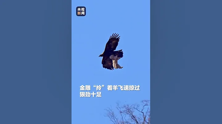 “猛禽之王”金雕捕食时有多强悍？展翅抓羊“狠”劲十足！摄影爱好者拍下精彩一幕 | CCTV - 天天要闻
