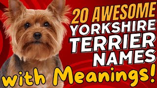 20 Awesome Yorkshire Terrier Names with Meanings 🐾🌟