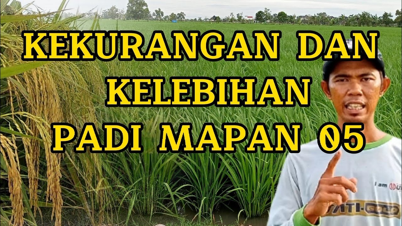 kekurangan dan kelebihan padi mapan 05 || pemula harus tau ini