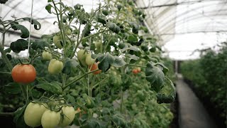 How can Consumers Support Local Food Production