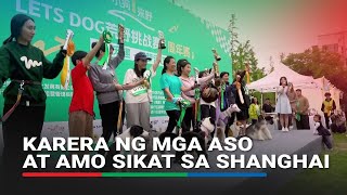 Karera ng mga aso at amo sikat sa Shanghai | ABS-CBN News
