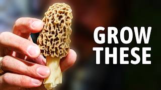 How I Grew Morel Mushrooms in My Yard
