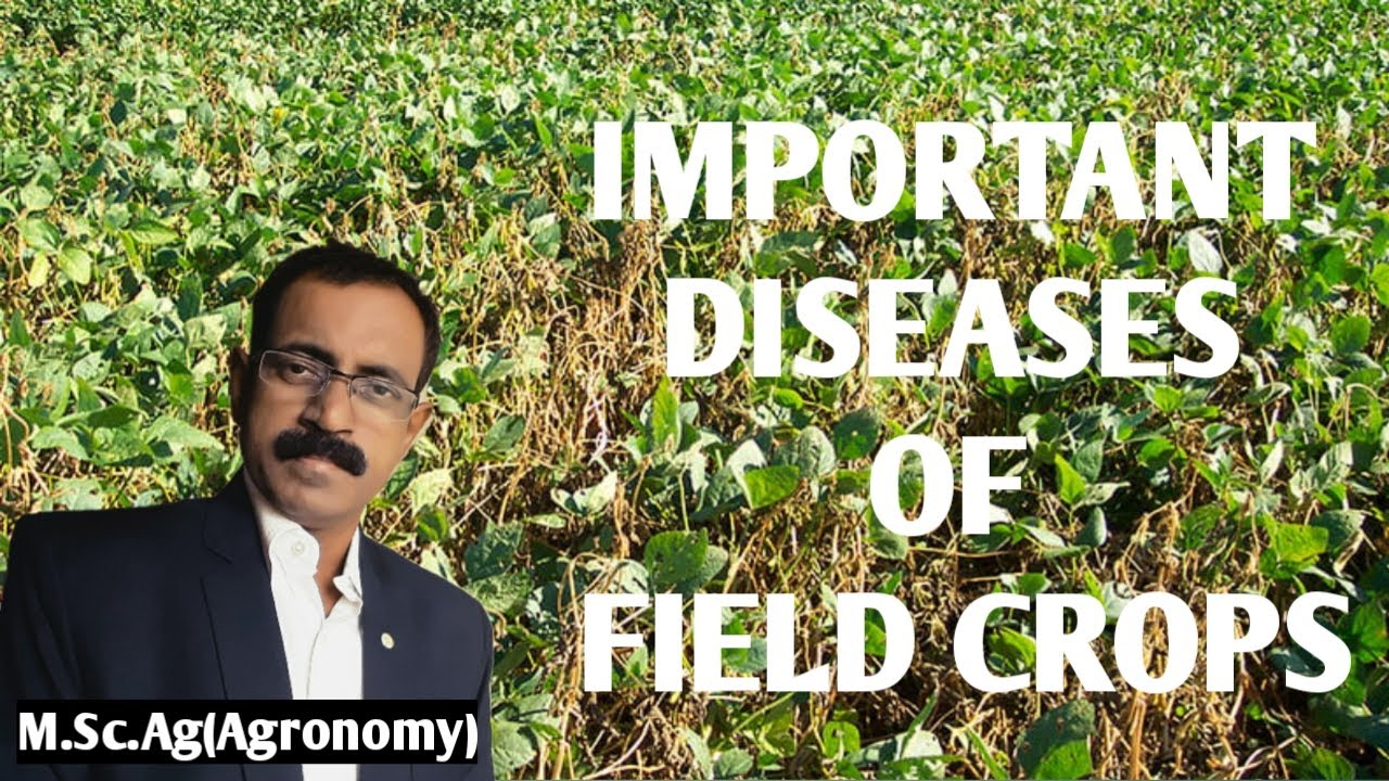 IMPORTANT DISEASES OF FIELD CROPS