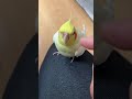 【尊い】名前を呼んだら列でやってきたオカメインコのんたまとろく。 #可愛さデパート
