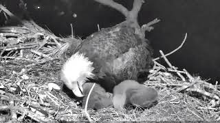 12/27/17 ~ AEF NEFL EAGLES. NIGHT TIME PREENING/ALLOPREENING