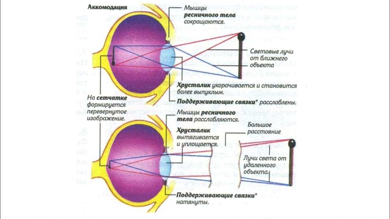 Аккомодация сетчатки. Аккомодация хрусталика. Глаз и зрение оптические приборы физика 8 класс. Механизм аккомодации глаза. Оптическая система глаза.