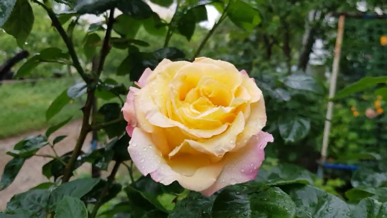 Розы без Ухода 🙄- ЦВЕТУТ ПРЕКРАСНО 👍в первую волну, им Тепло и Дожди на пользу ! 22.05.23 г