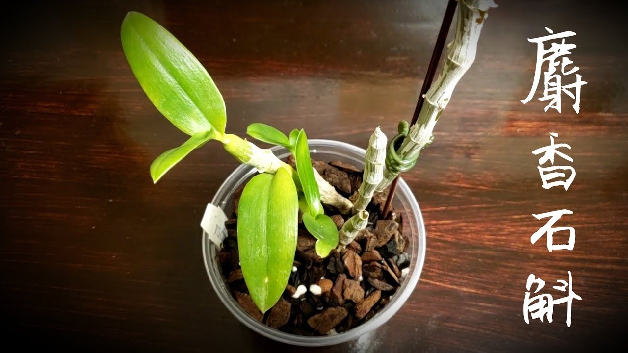 麝香石斛 Dendrobium parishii