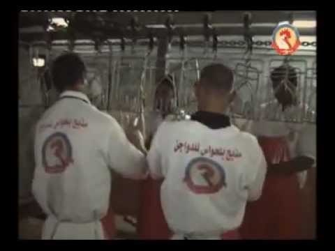 مذبح بلحواس مراحل الانتاج المرحلة 3