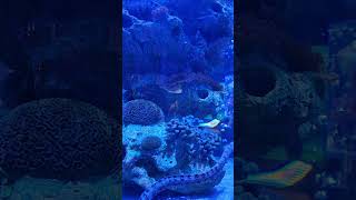 Moray Eels Swimming At The Epcot Living Seas Aquarium