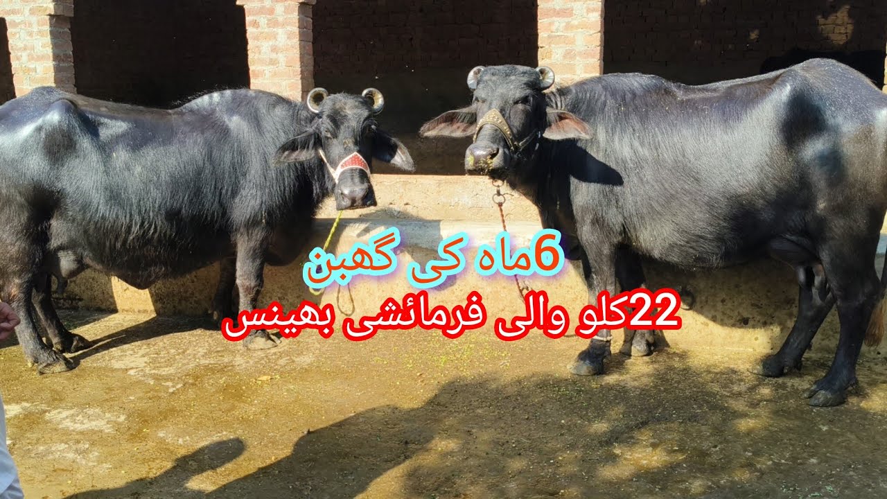 صداقت علی چیچیاں2فرمائشی ایک بلکل سجری سوئی بھینسیں برائے فروخت13رمضان2026 apna surkyian channel 
