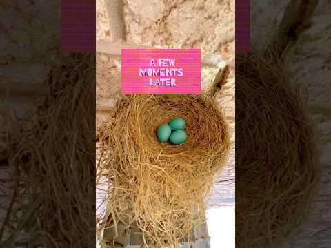 Robins Nesting Again - 2nd Robin Brood Starting 🐤 #birdnest #birdeggs #robinbird  #robin