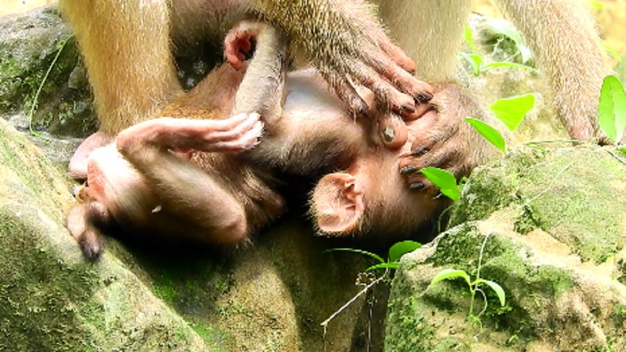 Start Cruelty ! Rose Fight & Beat Baby Rex Seriously, Mum Push Baby Hardly, Mum Angry Rex