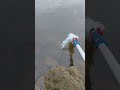 Snagging lures from the water as they drift by