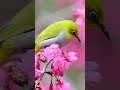 Consider the Lilies #tabernaclechoir #ldshymns #ldsfaith #inspirationalmusic #peace #inspiration