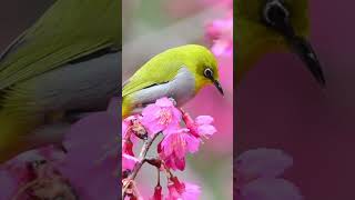 Consider the Lilies #tabernaclechoir #ldshymns #ldsfaith #inspirationalmusic #peace #inspiration