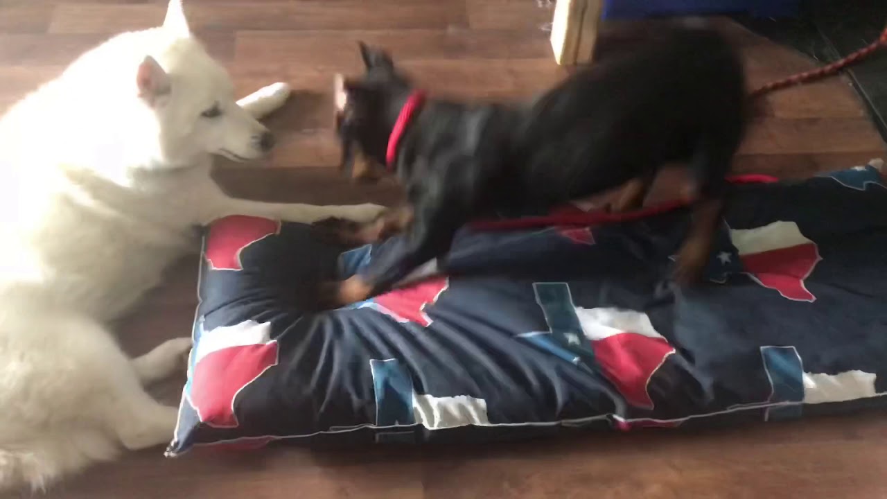 My fearless Beauceron YouTube