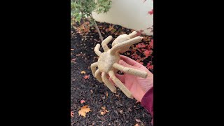 Mive Joint Rolled Into A Spider.